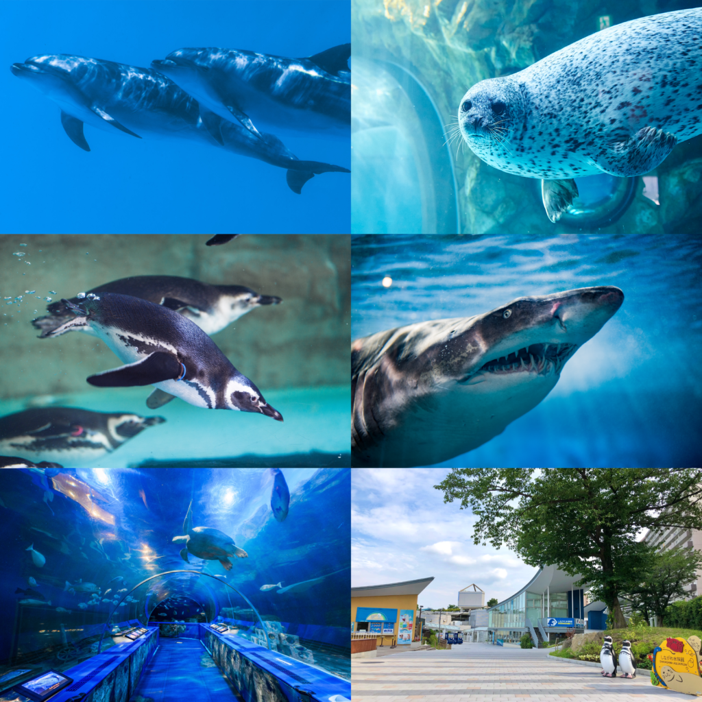 「学びの要素」「お子様でも見やすい」「公園の中にある」が『しながわ水族館』の魅力。